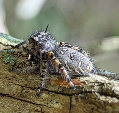 Phidippus mystaceus