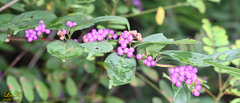Callicarpa dichotoma
