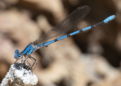 Argia agrioides