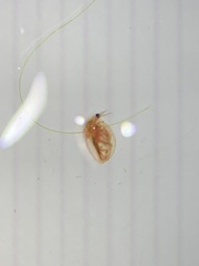 Daphnia