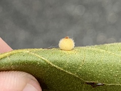 Caryomyia hirtidolium