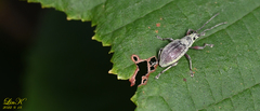 Phyllolytus variabilis