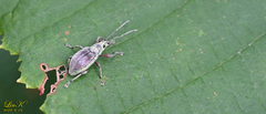 Phyllolytus variabilis