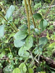 Helianthus atrorubens