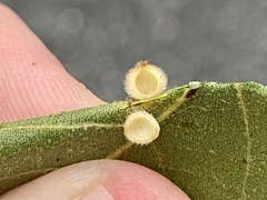 Caryomyia hirtidolium