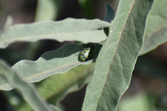 Diabrotica balteata