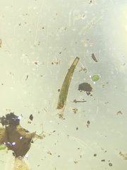 Leptocerus americanus