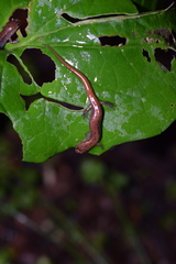 Desmognathus orestes