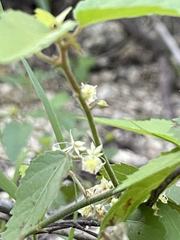 Ayenia compacta