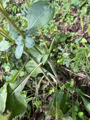 Helianthus atrorubens