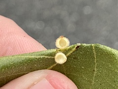 Caryomyia hirtidolium