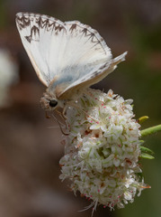 Heliopetes ericetorum