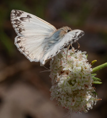 Heliopetes ericetorum