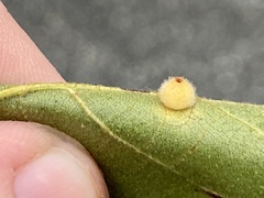 Caryomyia hirtidolium