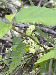 Ayenia compacta