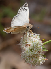 Heliopetes ericetorum