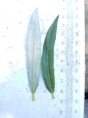 Salix pellita