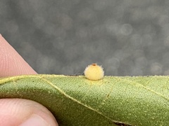 Caryomyia hirtidolium