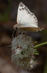 Heliopetes ericetorum