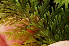 Trichomanes strictum