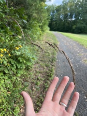 Sorghastrum elliottii