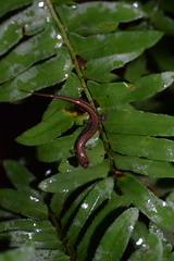 Desmognathus orestes