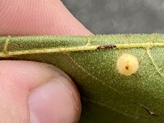 Caryomyia hirtidolium