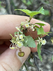 Ayenia compacta