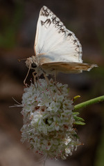 Heliopetes ericetorum