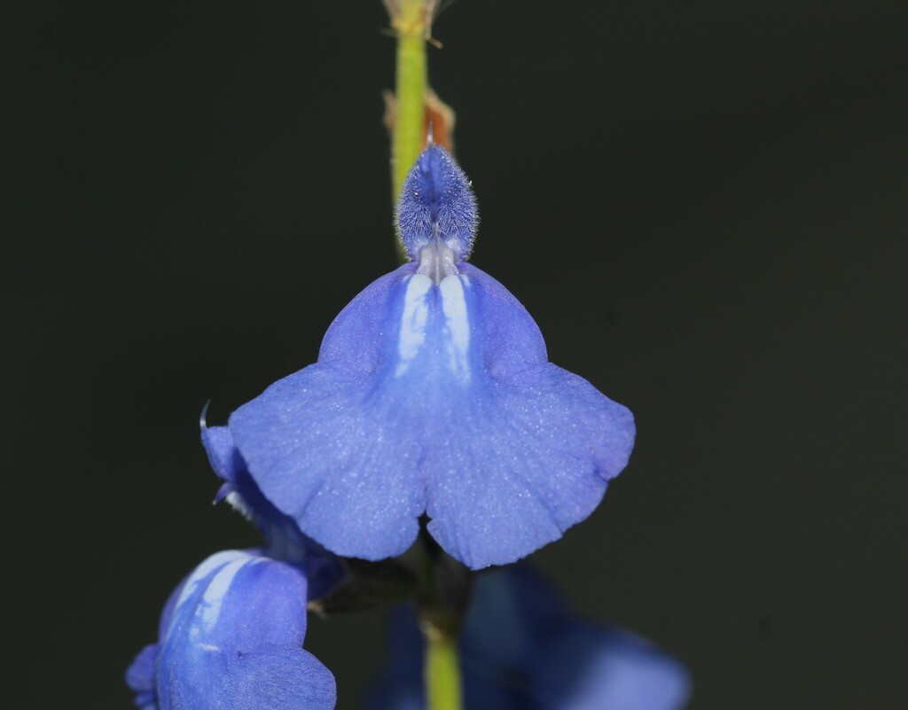 Cobalt Sage