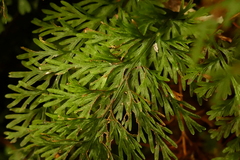 Trichomanes strictum