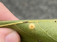 Caryomyia hirtidolium