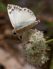 Heliopetes ericetorum