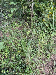 Sorghastrum elliottii