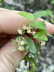 Ayenia compacta