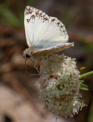 Heliopetes ericetorum
