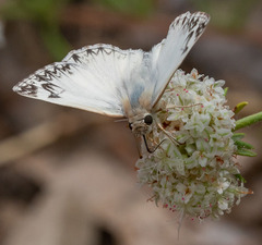 Heliopetes ericetorum