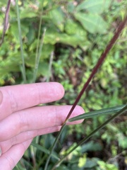 Sorghastrum elliottii