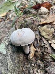 Laccaria ochropurpurea