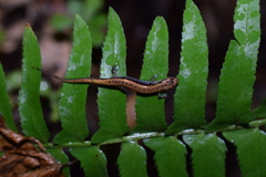 Desmognathus orestes