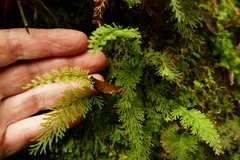 Trichomanes strictum