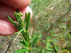 Kalmia polifolia
