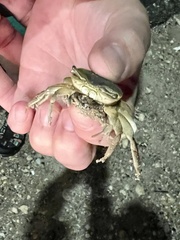 Minuca longisignalis