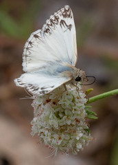 Heliopetes ericetorum