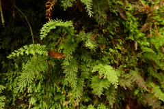 Trichomanes strictum