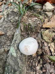 Laccaria ochropurpurea