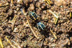Bagrada hilaris