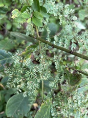 Mimosa microphylla