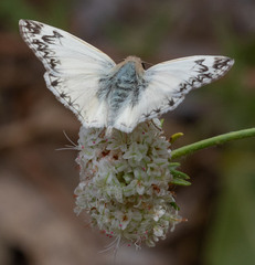 Heliopetes ericetorum