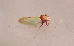 Nyctiphalerus vermiculosus